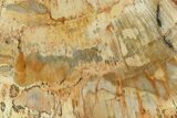 4.2" Petrified Wood (Araucaria) Slab - Madagascar  - #131418-1